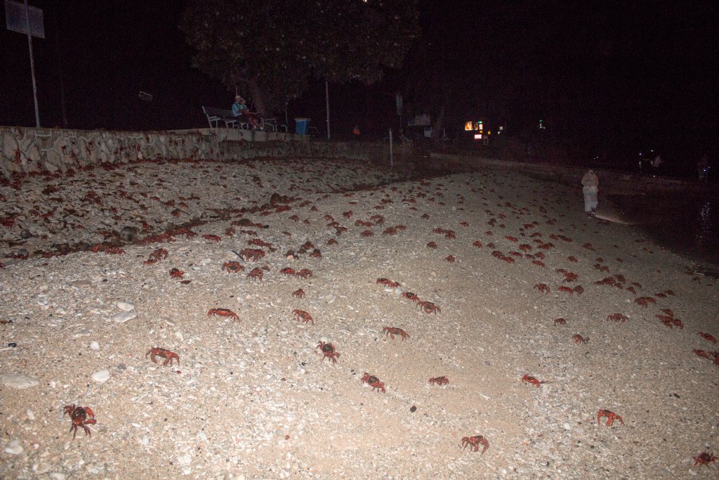 Christmas Island Red Crab spawning