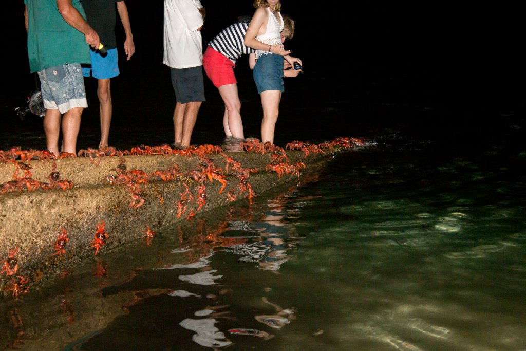 Christmas Island Red Crab spawning