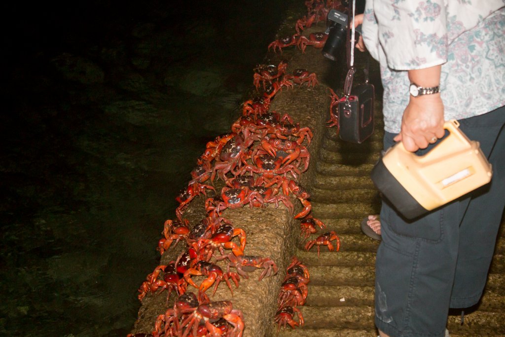 Christmas Island Red Crab spawning