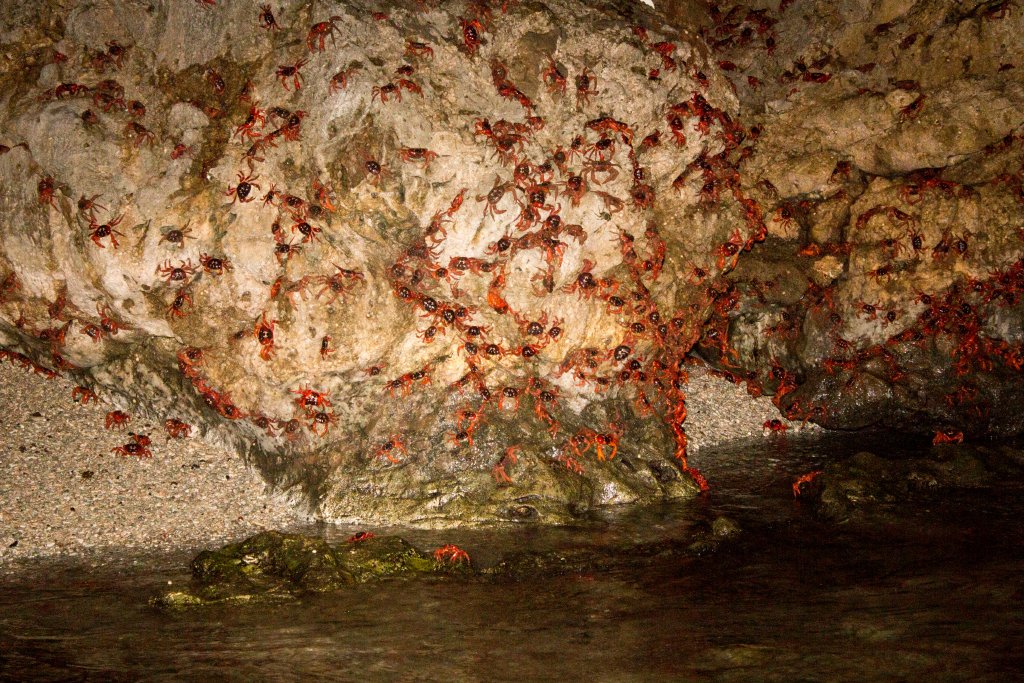 Christmas Island Red Crab spawning