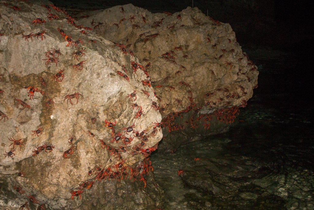 Christmas Island Red Crab spawning