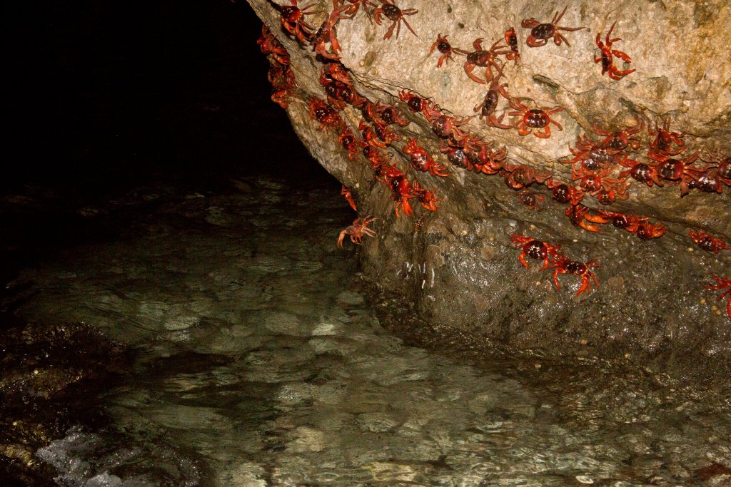 Christmas Island Red Crab spawning
