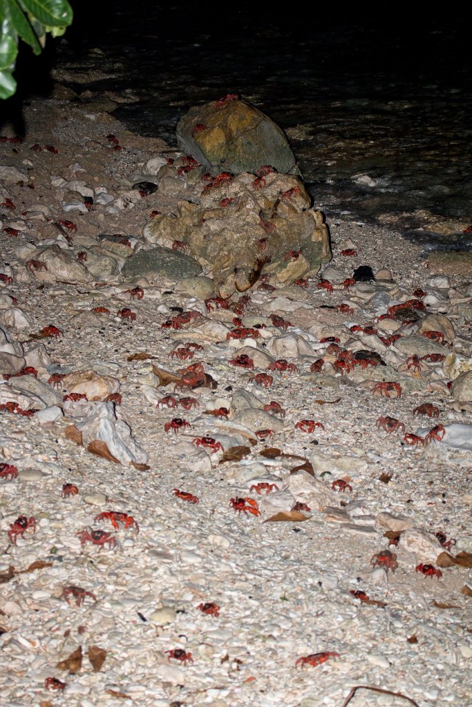 Christmas Island Red Crab spawning