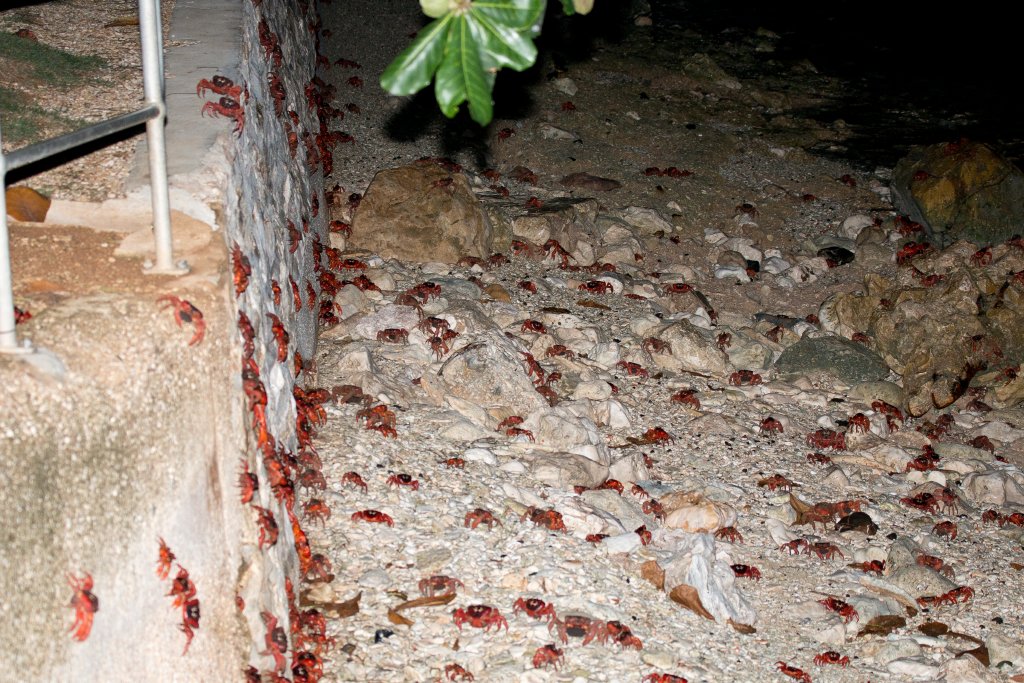Christmas Island Red Crab spawning