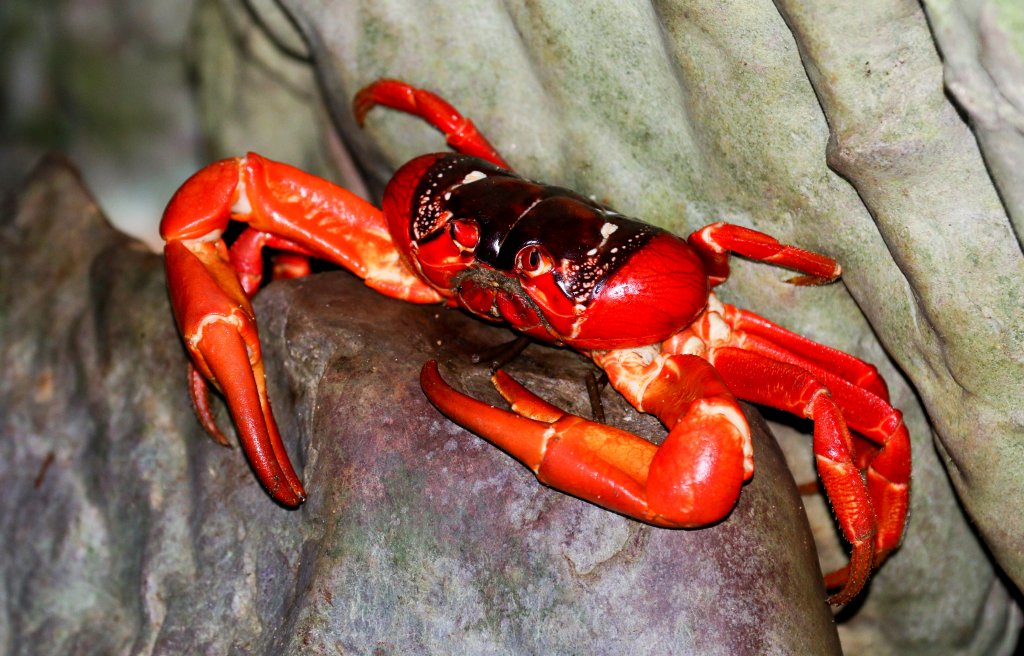 Christmas Island Red Crab
