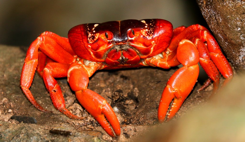 Christmas Island Red Crab