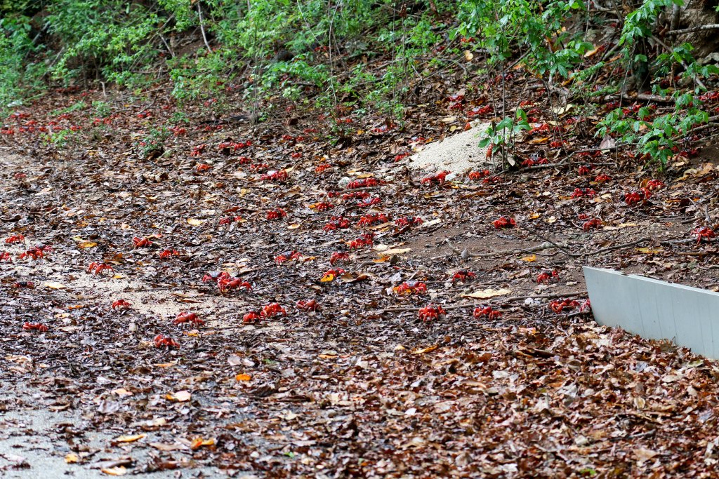 Christmas Island Red Crabs migrating to the sea