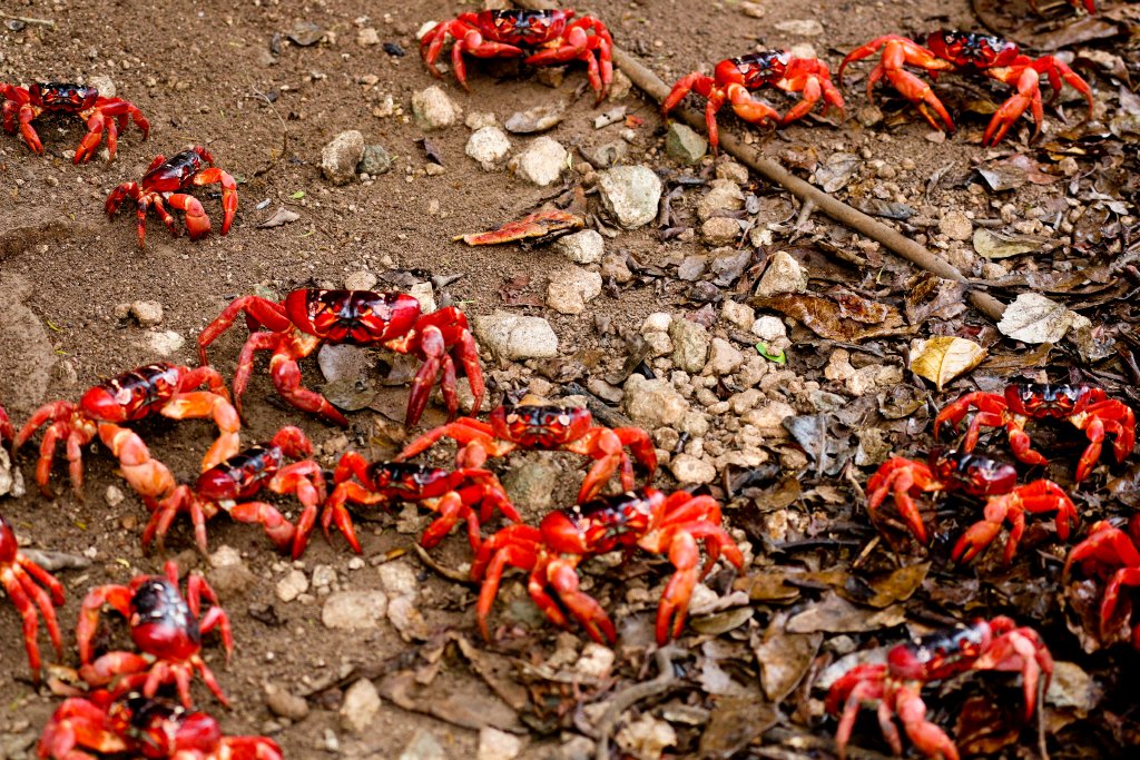 Christmas Island Red Crabs migrating to the sea