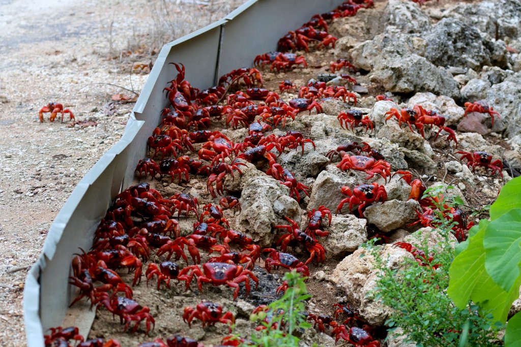 Christmas Island Red Crabs migrating to the sea