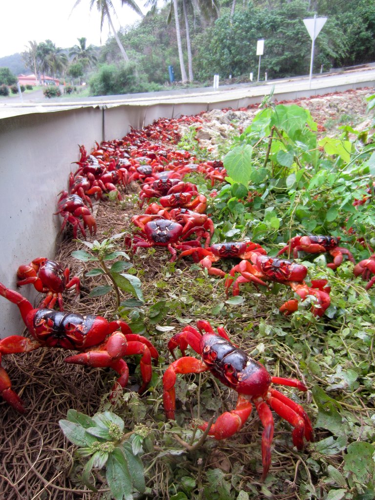 Christmas Island Red Crabs migrating to the sea