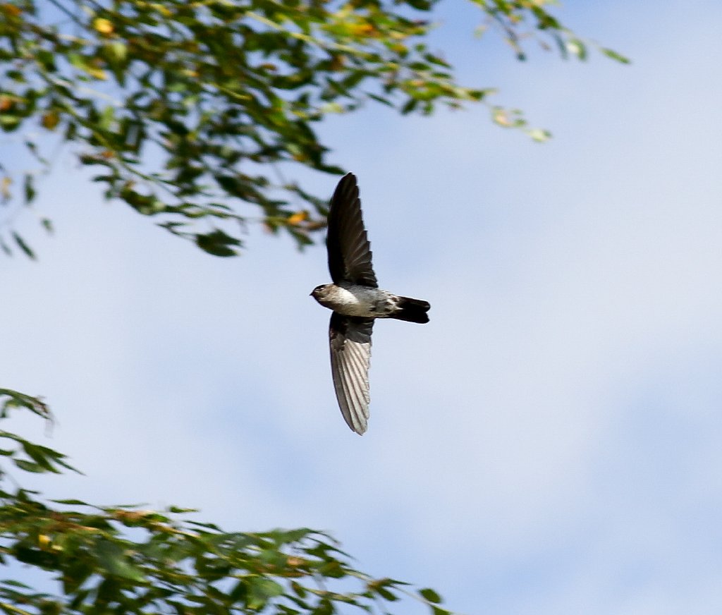 Christmas Island Swiftlet (Collocalia natalis)