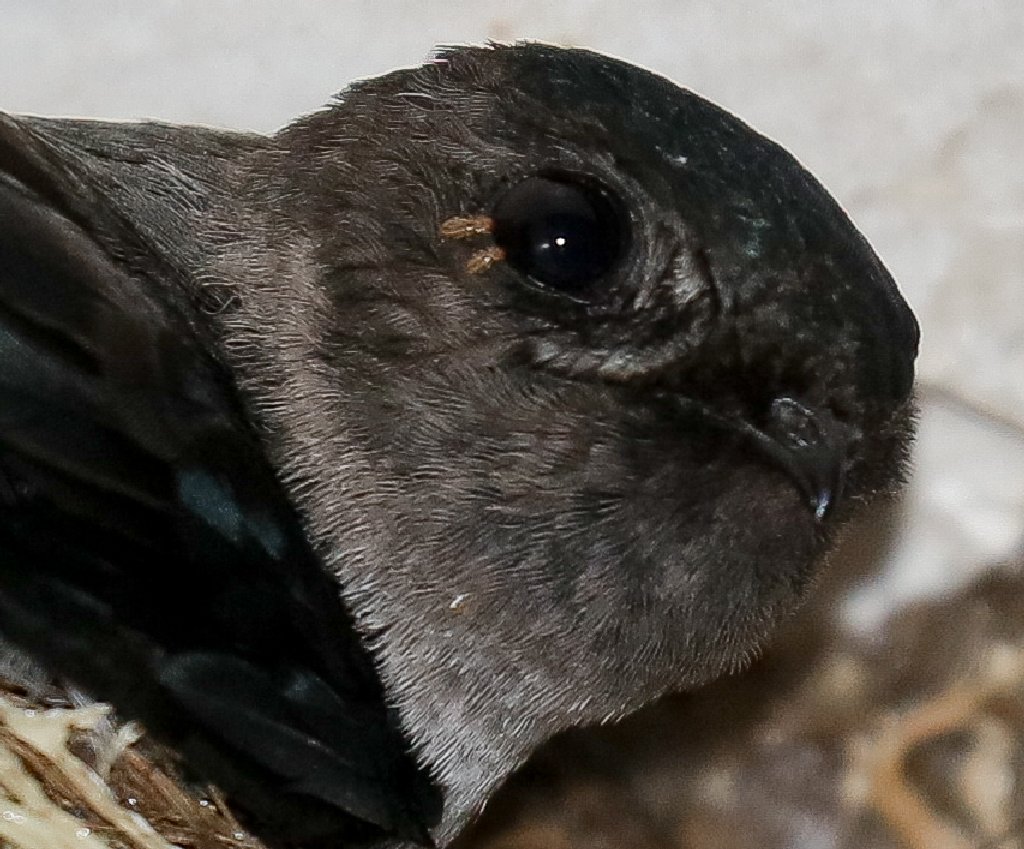 Christmas Island Swiftlet