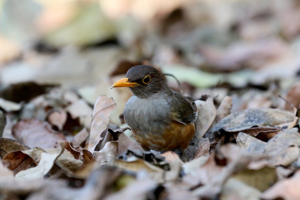 Christmas Island Thrush