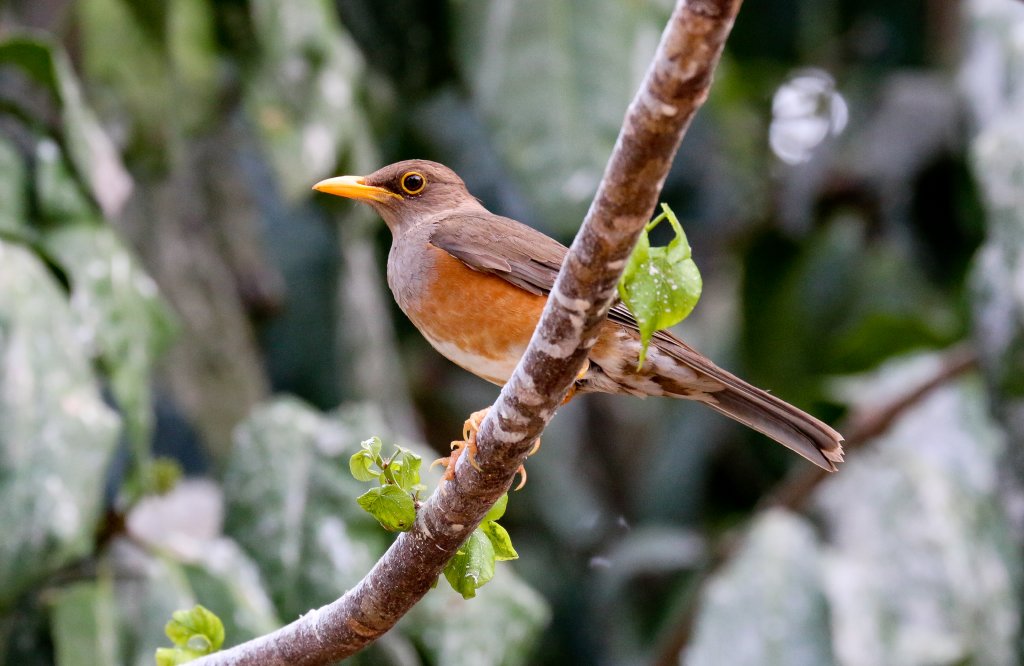 Christmas Island Thrush