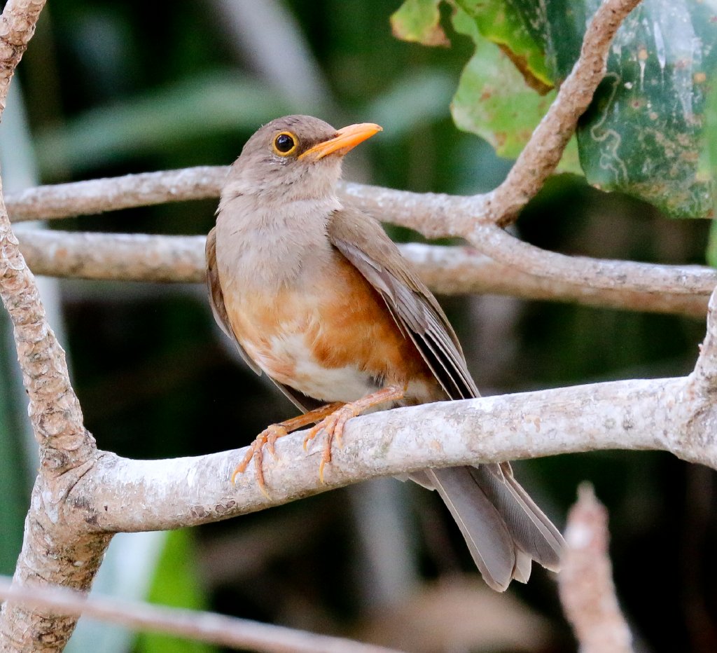 Christmas Island Thrush