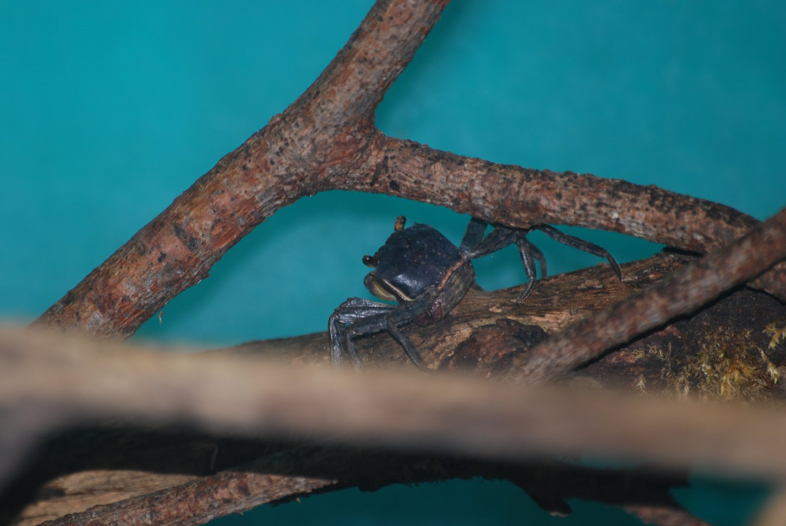 Christmas Island tree crab