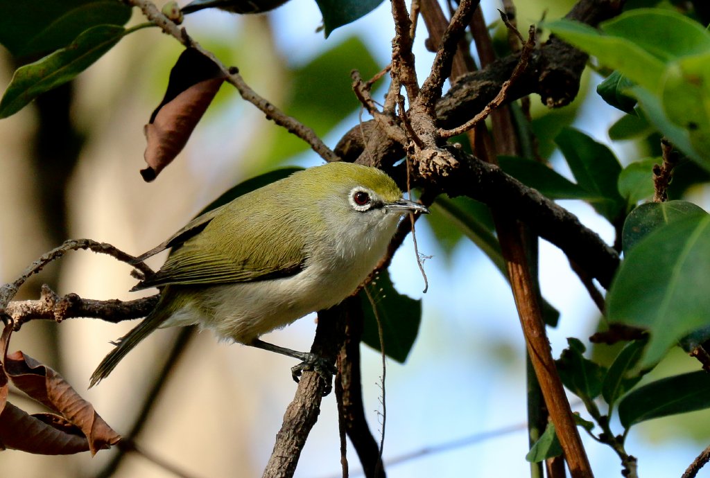 Christmas Island White-eye