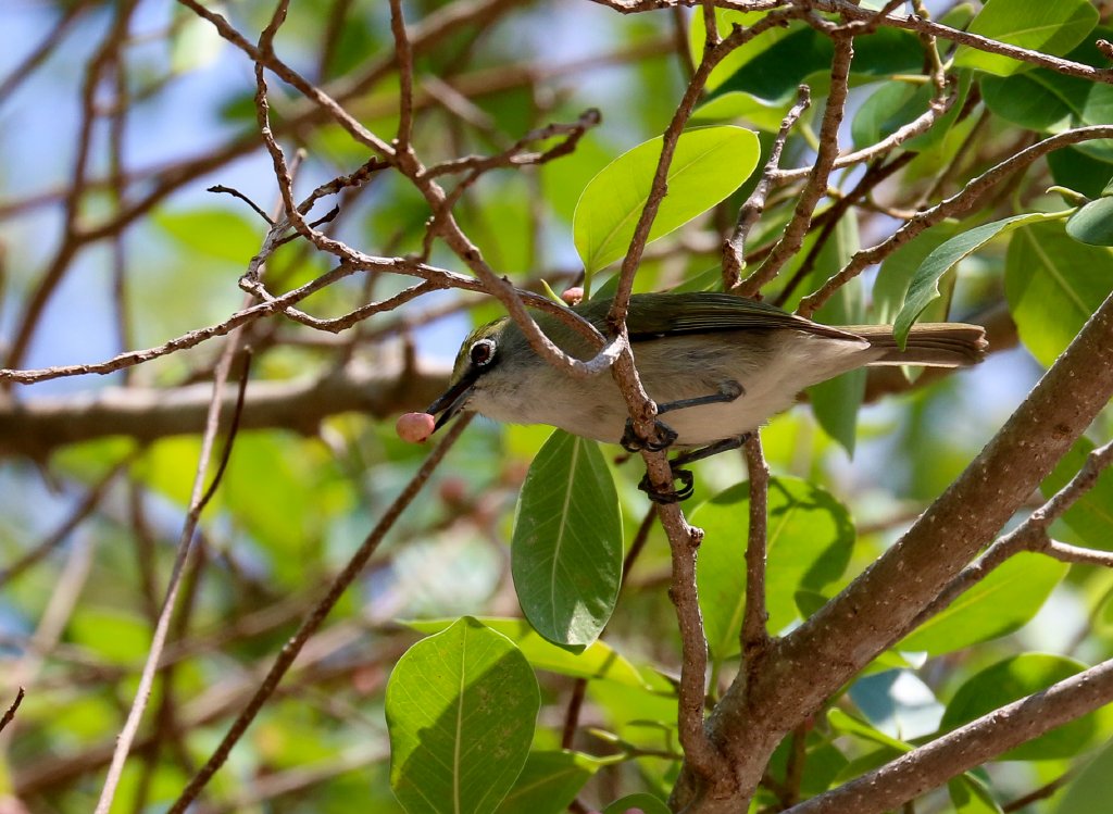 Christmas Island White-eye