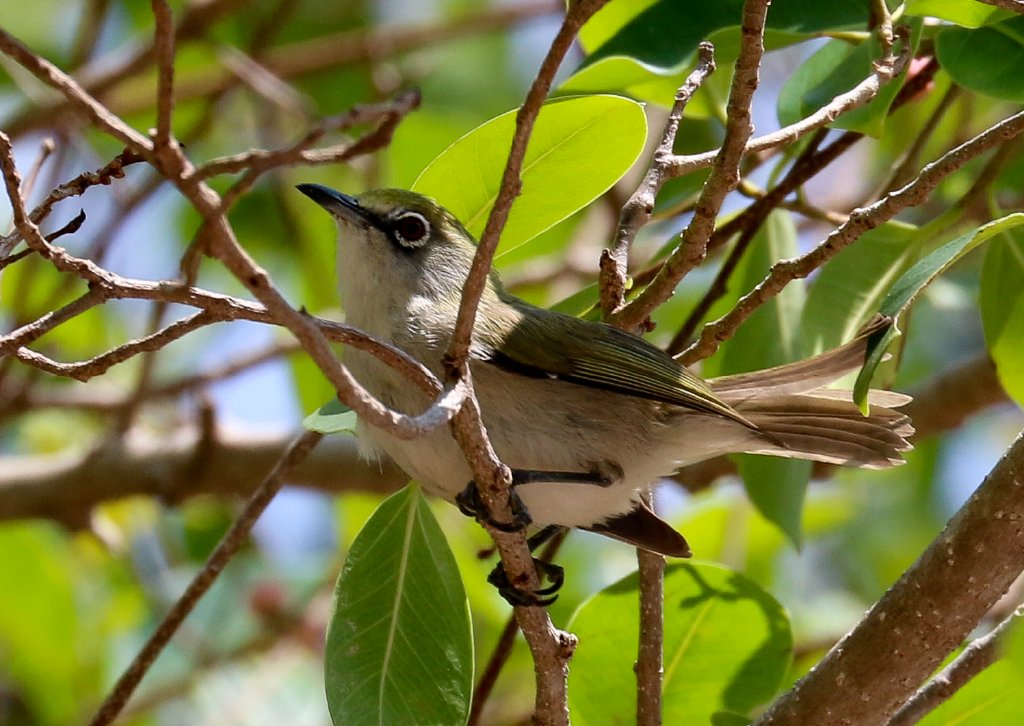 Christmas Island White-eye