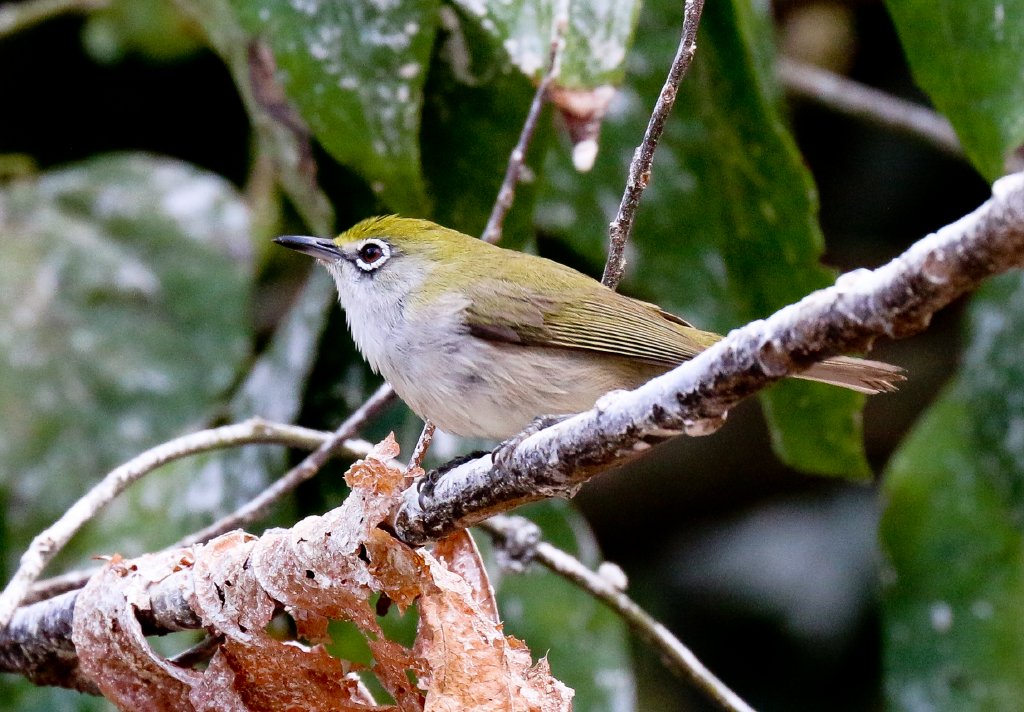 Christmas Island White-eye