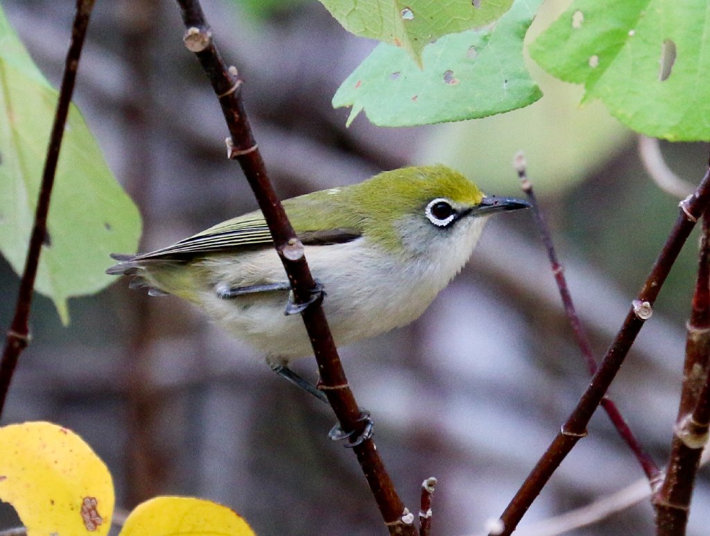 Christmas Island White-eye