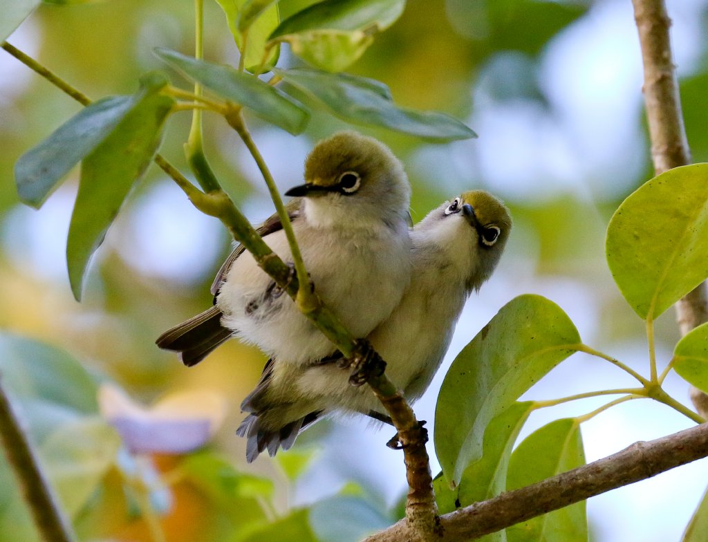 Christmas Island White-eye