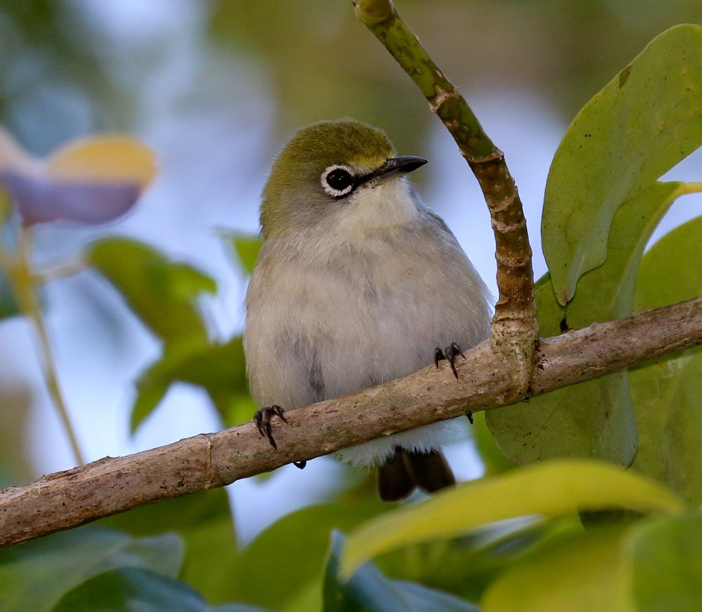 Christmas Island White-eye