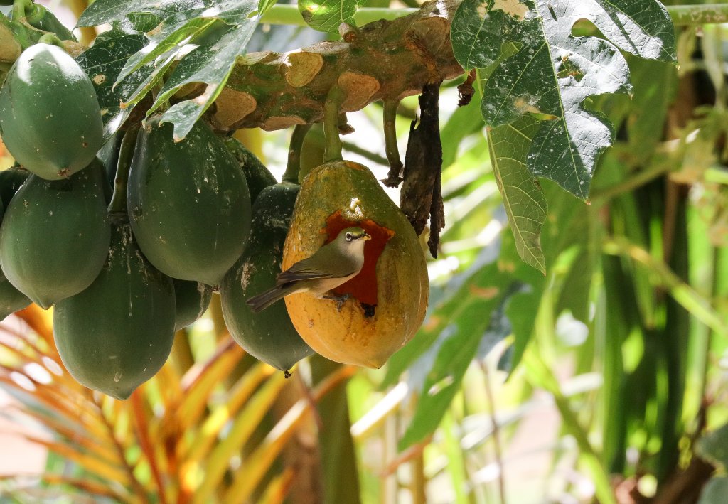 Christmas Island White-eye