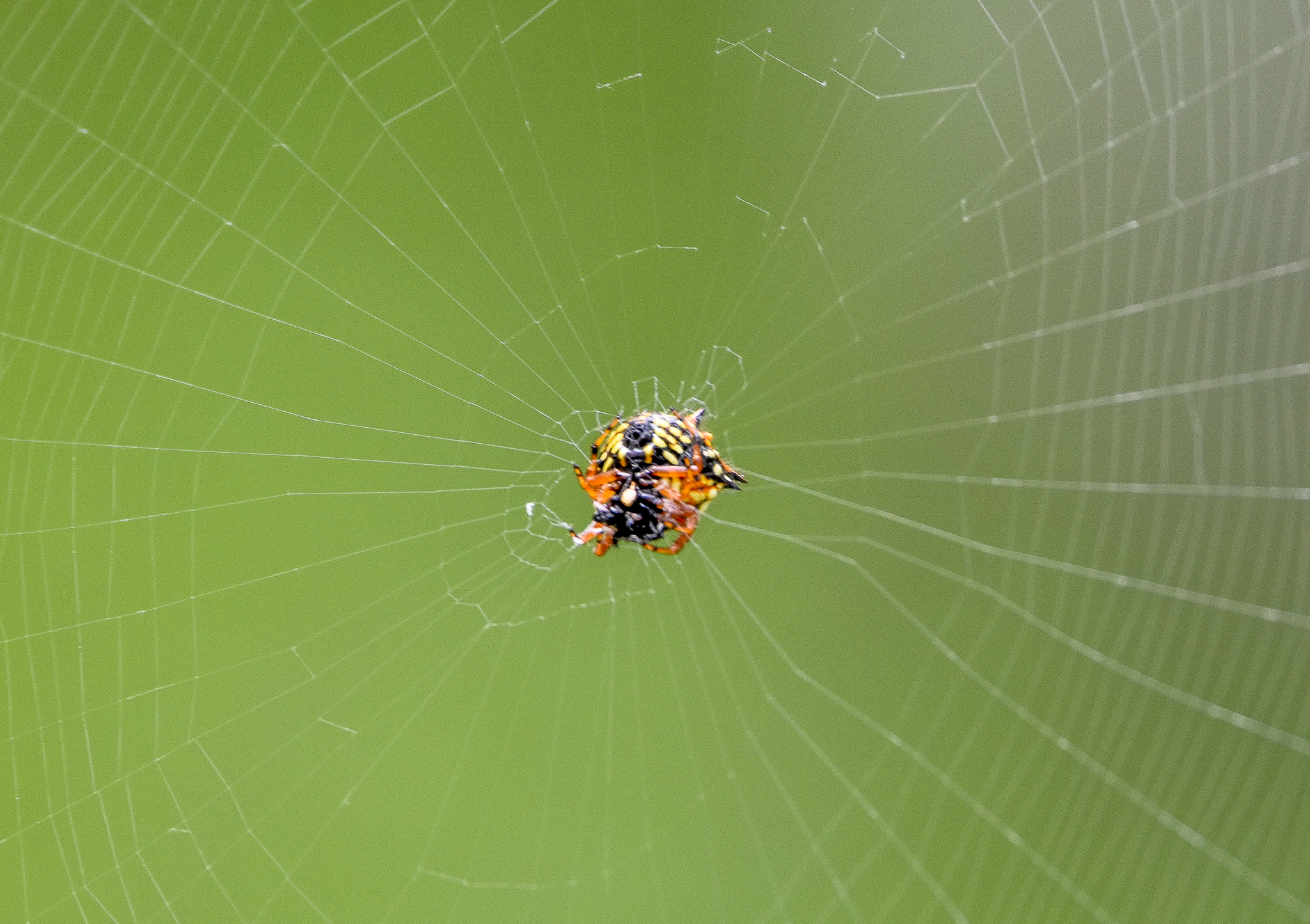 Christmas Jewel Spider