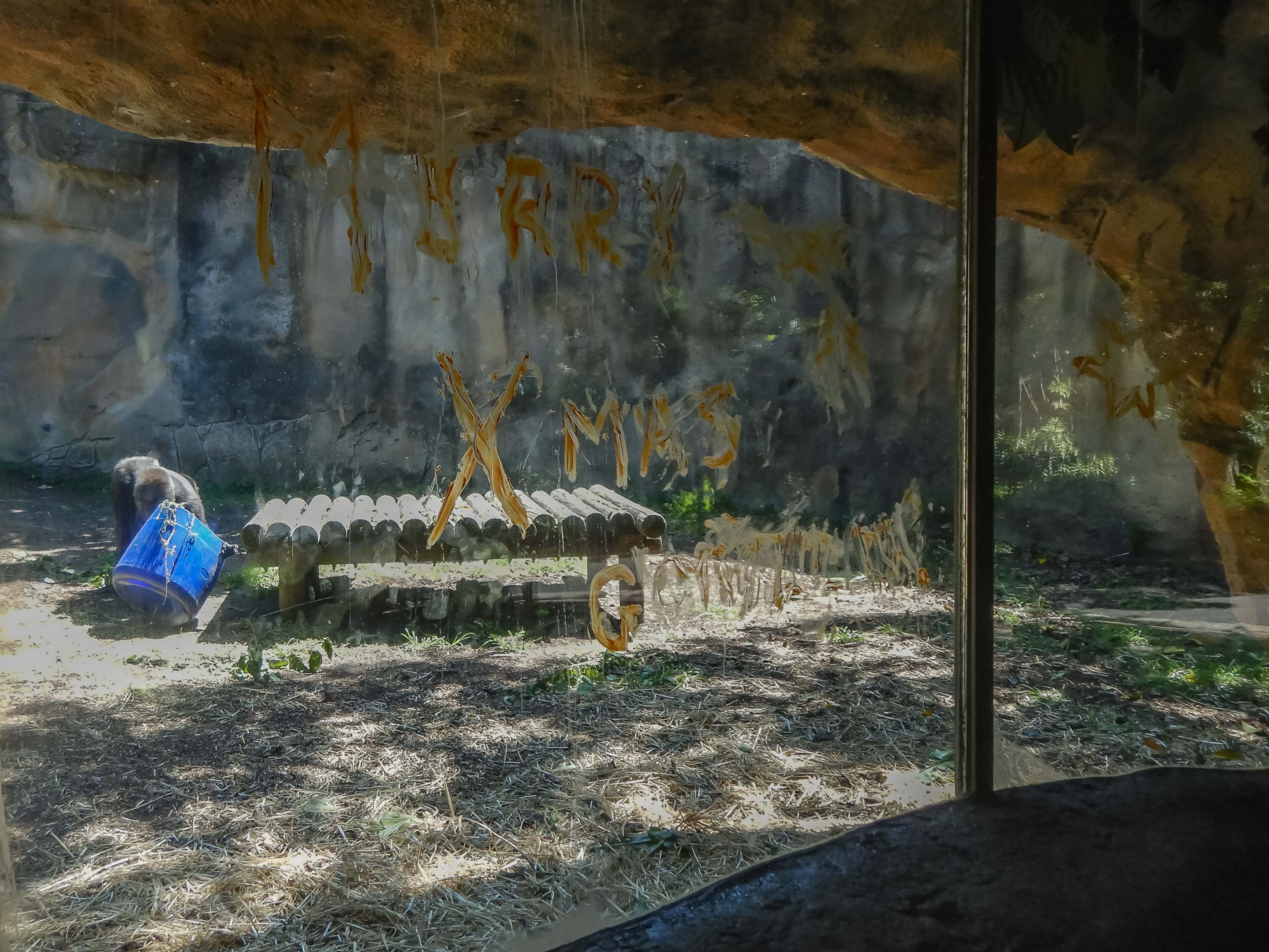 Christmas message from the gorillas