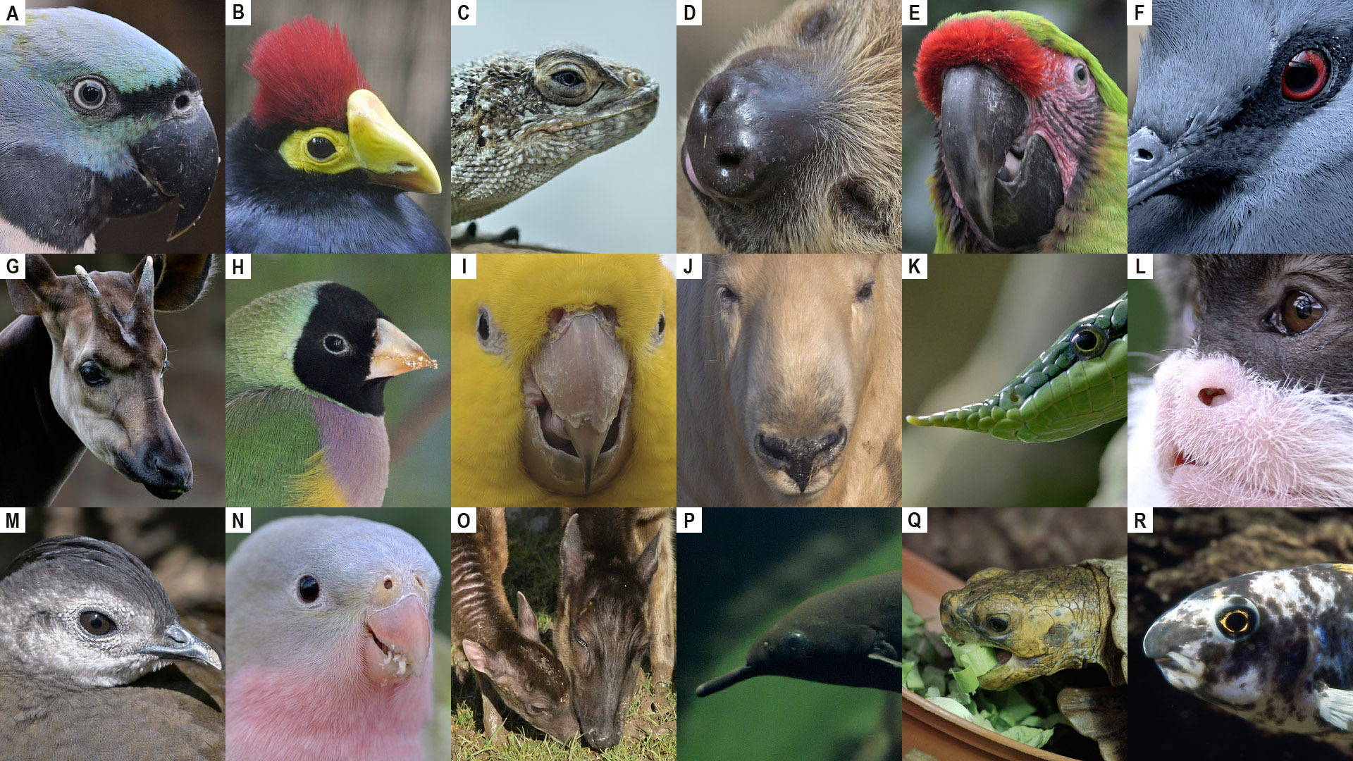 Christmas Photo Puzzle 2021