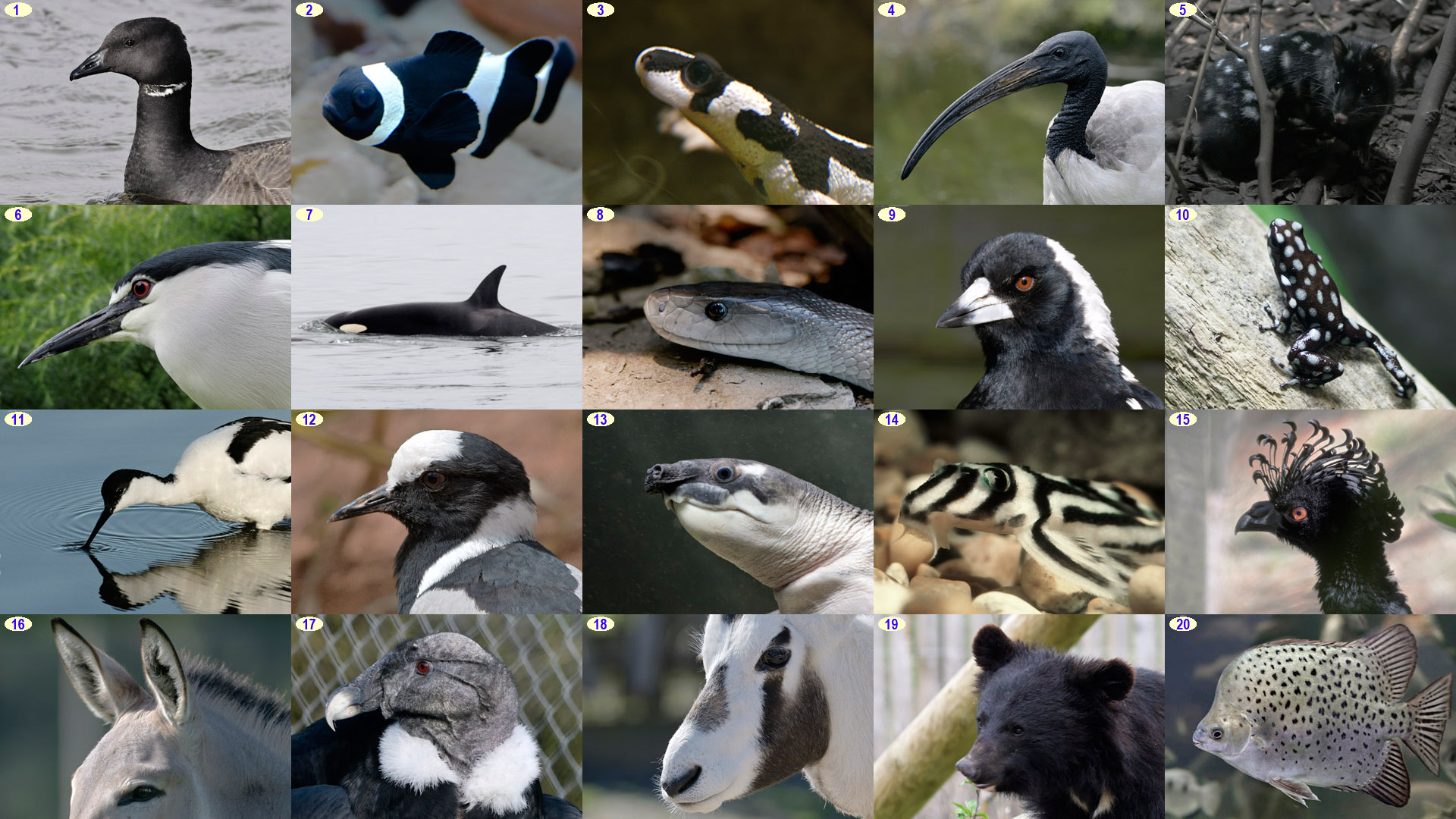 Christmas Photo Puzzle 2022