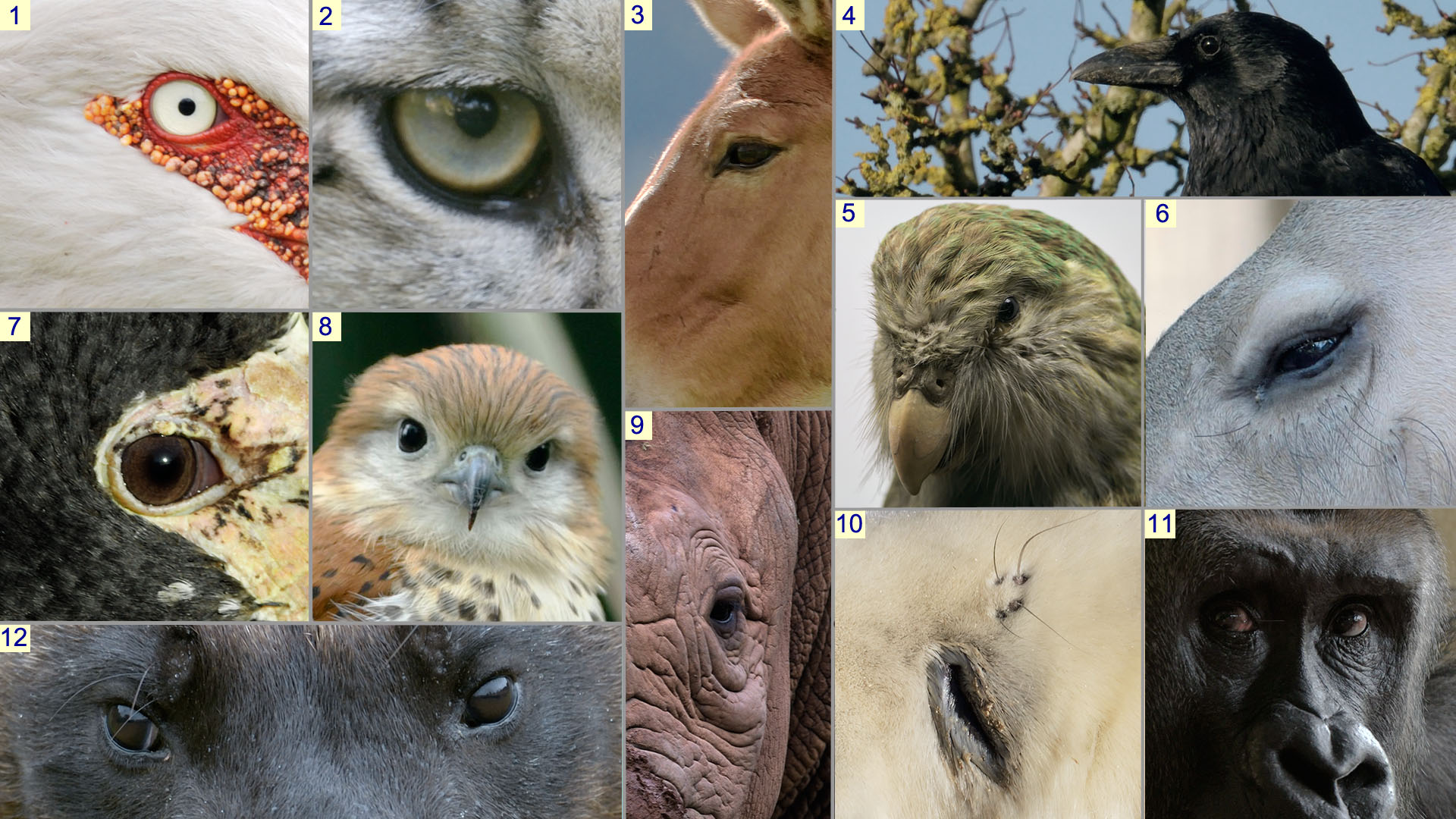 Christmas Photo Quiz