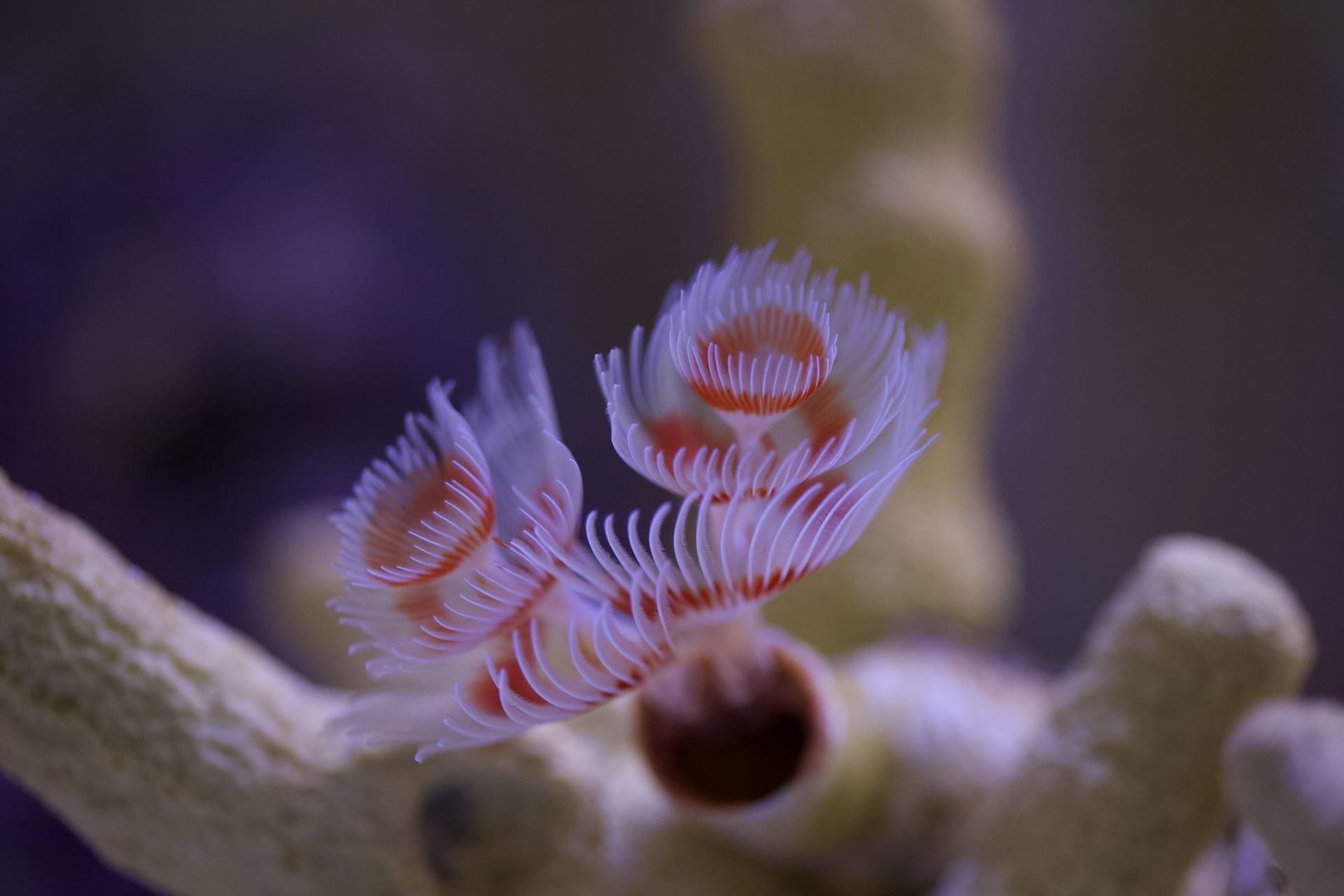 Christmas tree worm/ Spirobranchus giganteus