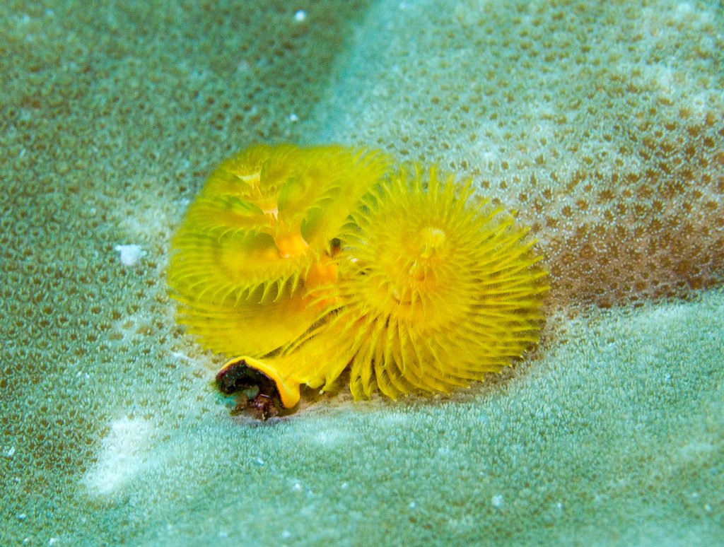 Christmas Tree Worm