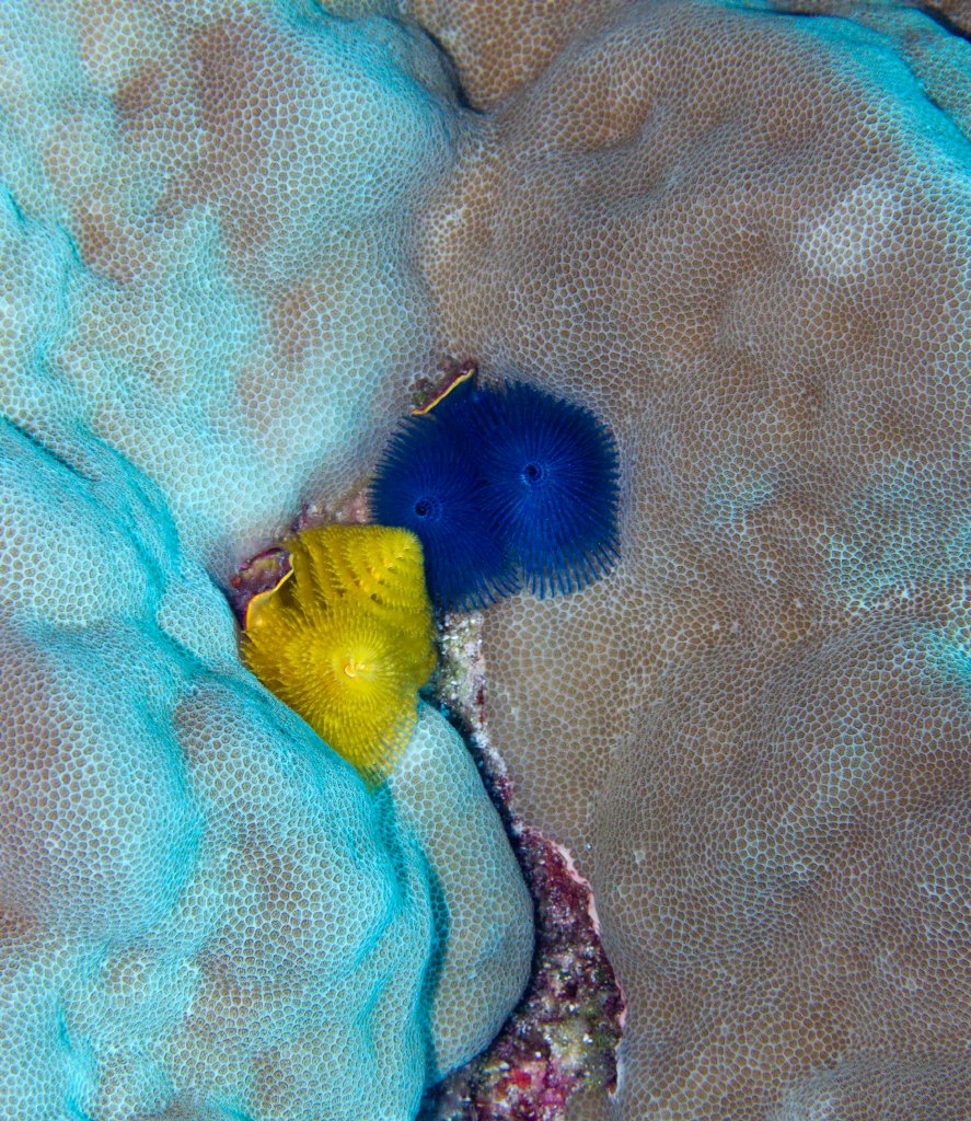Christmas Tree Worms (Spirobranchus giganteus)