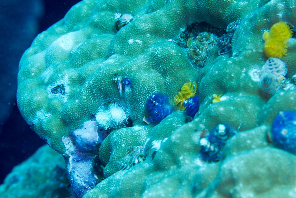 Christmas Tree Worms