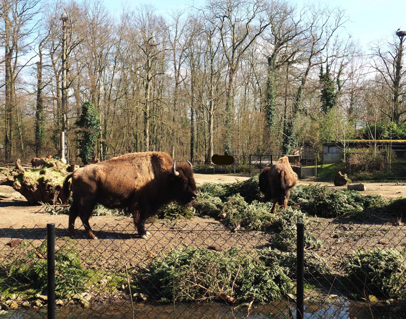 Christmas trees as enrichment for American Plains bisons, 2024-03-04