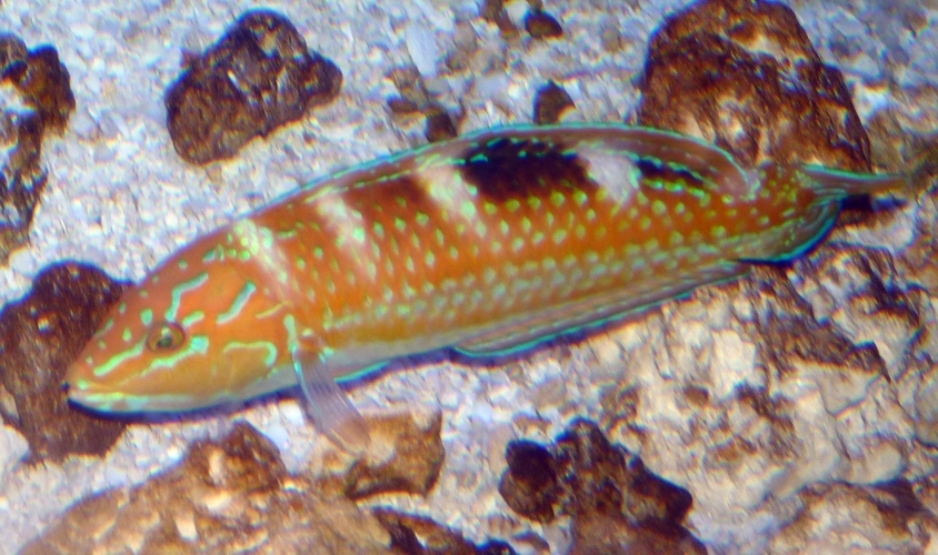 Christmas Wrasse (Halichoeres claudia) (ID by Great Argus)