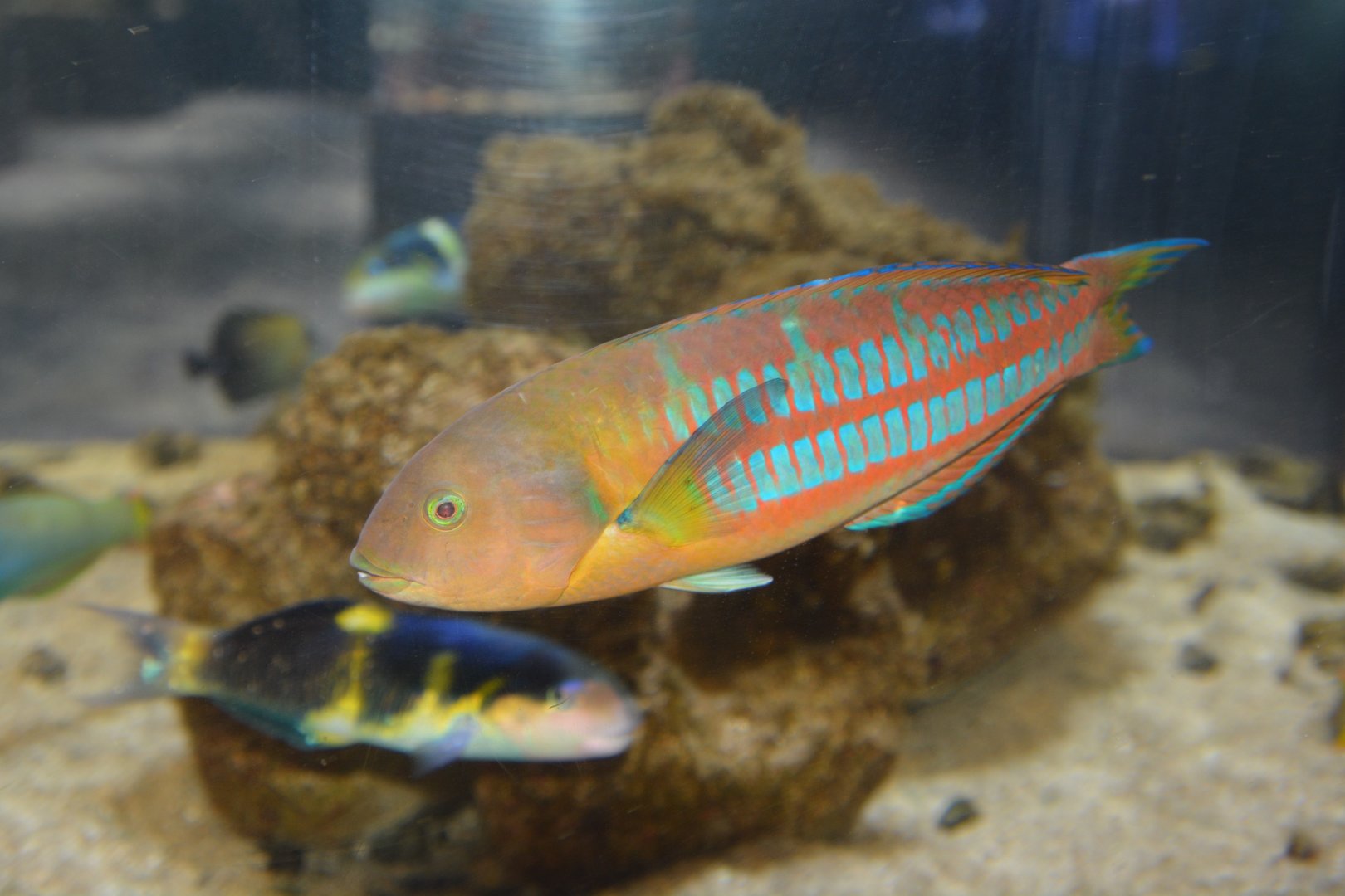 Christmas wrasse (Thalassoma trilobatum)