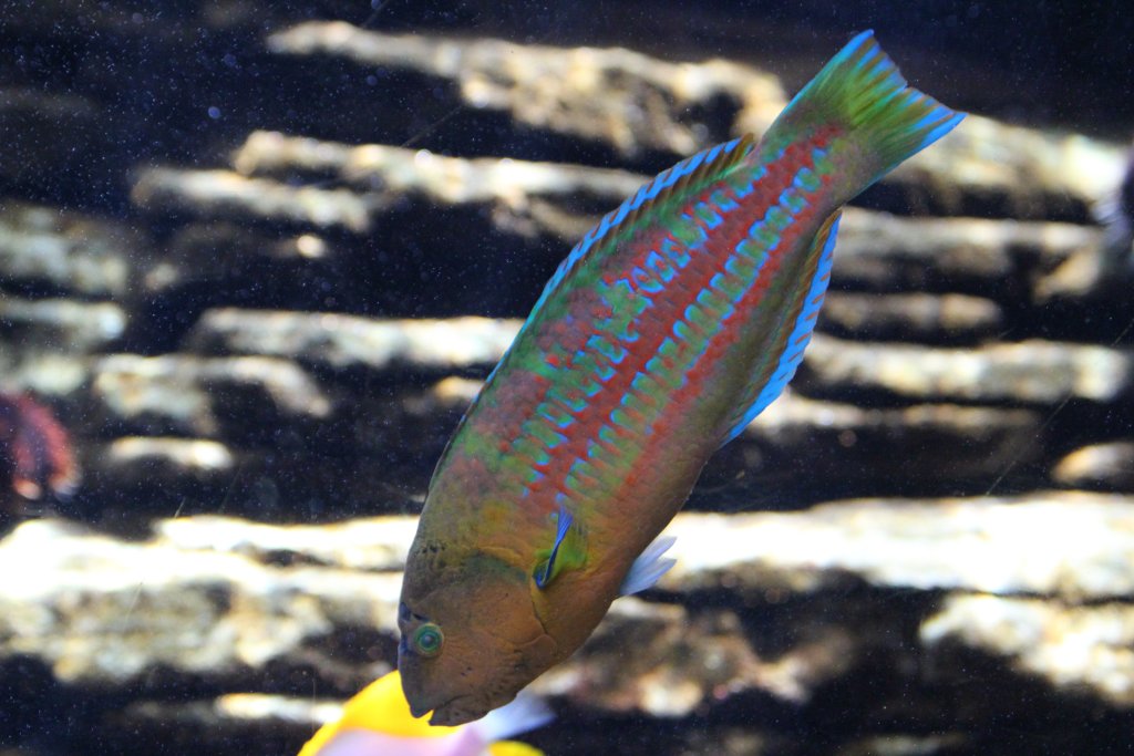 Christmas Wrasse