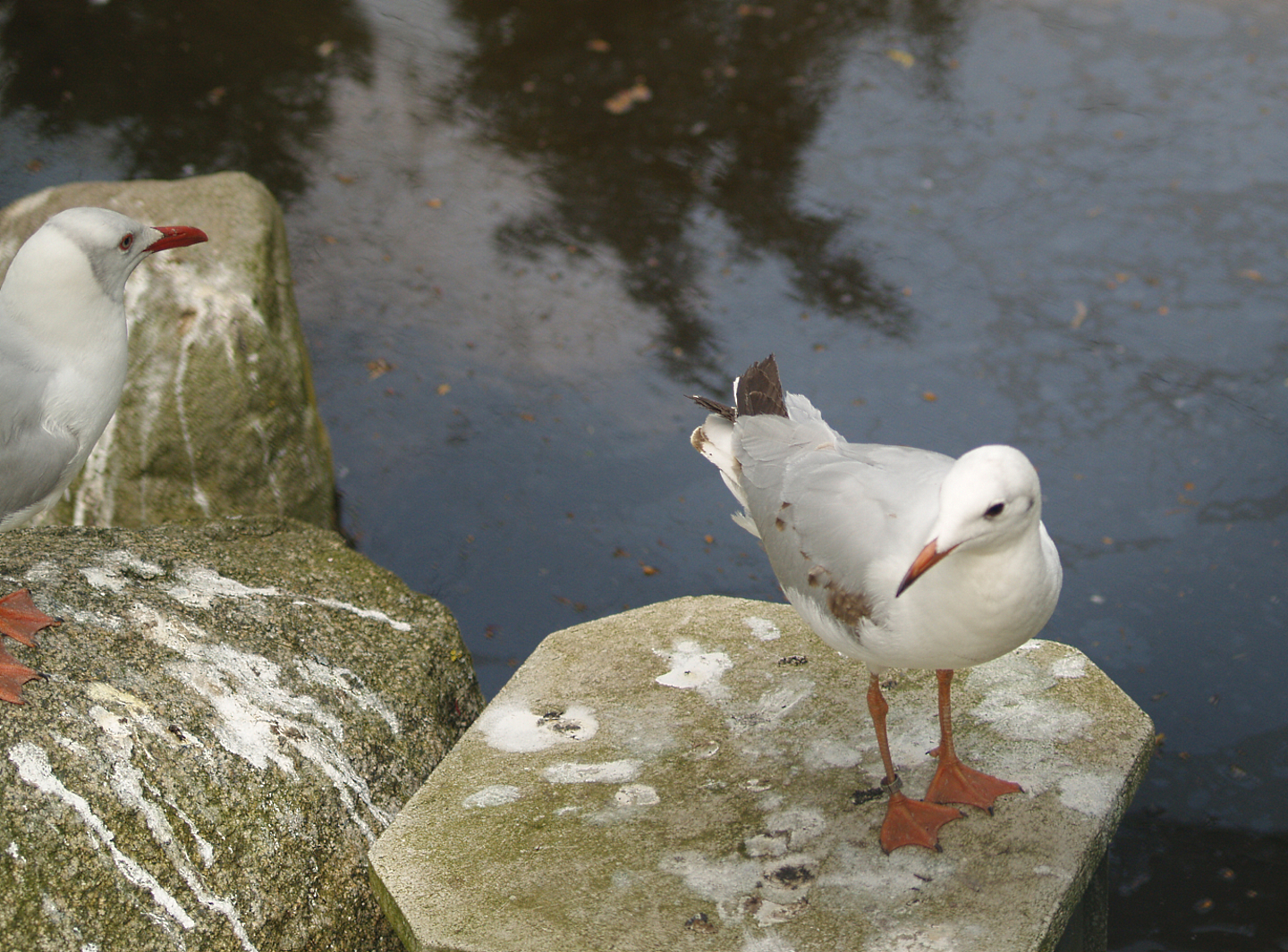Chroicocephalus gulls, May 2006