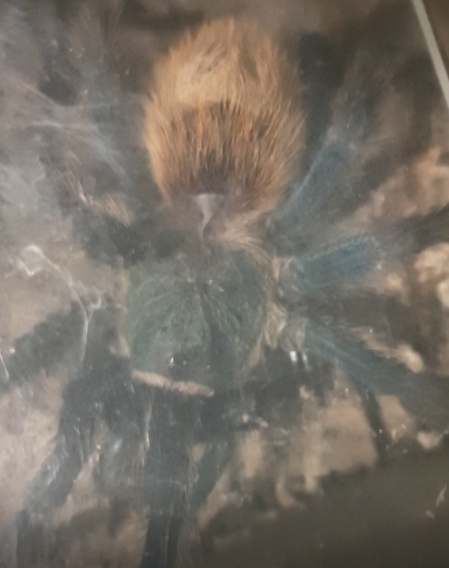 Chromatopelma cyaneopubescens