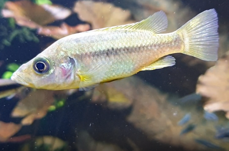 Chromidotilapia guntheri