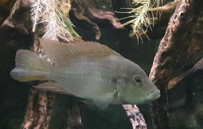 Chromidotilapia species
