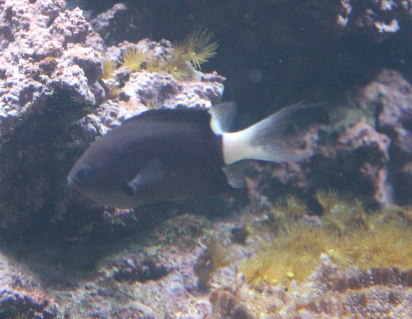 Chromis bicolor