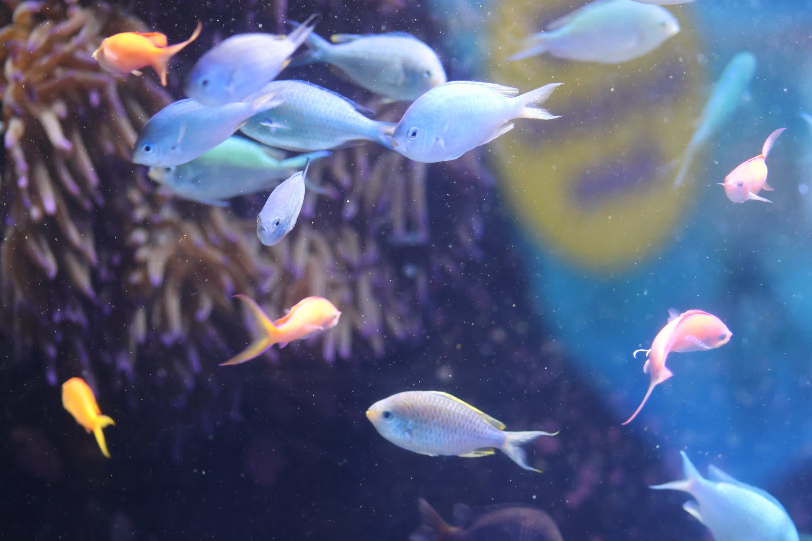 Chromis ID? - SEA LIFE Sydney