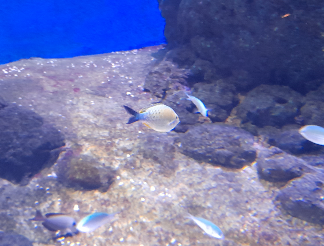 Chromis ID