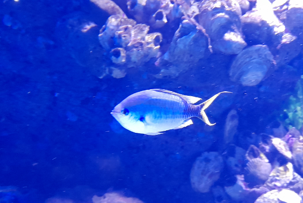 Chromis ID