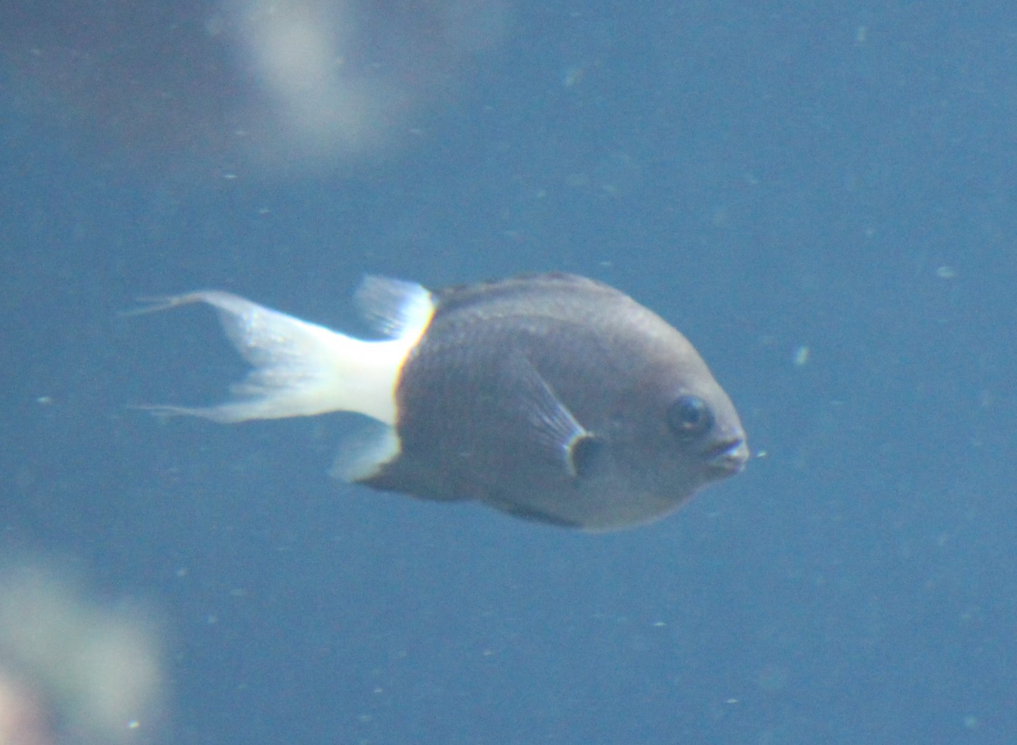 Chromis margaritifer